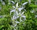 Plant Camassias This Fall