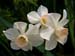 Miniature Daffodils – Small, Fragrant and Charming