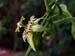 Tropical Passion Vines Flourish In Northern Gardens
