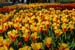 Autumn Is Bulb-Planting Time