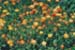 Drought Enduring Annuals of New England