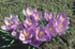 Spring In Autumn – Hardy Fall-Flowering Bulbs