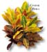 Other Plant Items of Interest