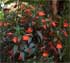 Achimenes Need Warm Location
