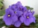 Transplanting Small African Violet Plants