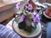 Watering African Violets