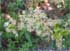 Beach Plum Possibilities Along Shore