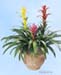 Bromeliads