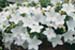 Falling Stars – Campanula Isophylla