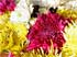 Pruning Chrysanthemums For Fullness and Future Flowers