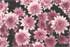 Chrysanthemums and Insect Pests