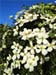 Clematis Hardy and Handsome Vine
