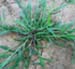 Spring Lawn Seeding, Treatment and Care