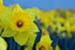 Spring Color Harmonies