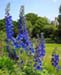 Insure Your Best Delphinium Plants – Grow Them From Cuttings