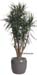 Dracaena