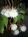 Epiphyllum Orchid Cactus – Growing Tips