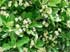 Climbing Plants – For Privacy and Beauty