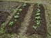 Organic Soil and Analysis