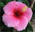 Hibiscus – A Stage Of Colorful Dramatic Beauty
