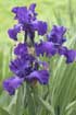 Extending the Iris Season with Dwarfs and Intermediates