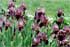 How To Use Iris in the Landscape