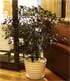 Leea Coccinea – Do You Know This House Plant?