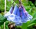 Virginia Bluebells – Mertensia virginica