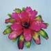 Try The Bromeliads – Newest Things in House Plants in the 1950′s