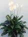 Peace Lily Care – Spathiphyllum