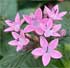 Pentas lanceolata