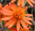 Senecio confusus