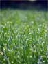 Spring Lawn Care and Maintenance