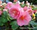 Tuberous Begonias For Variety