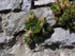 Wall Gardens – Choosing Plants