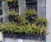 Garden Walls Can Be Beautiful